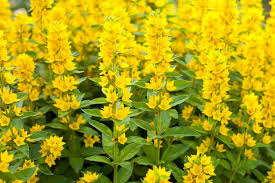 The yellow flowers it produces give it a great pop of color. Lysimachia Punctata Yellow Loosestrife