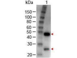 Alpine green pri metallic clearcoat. Anti Goat Secondary Antibodies Www Antibodies Online Com