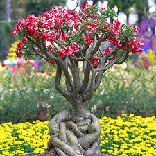 The desert rose contains digitalis which is a cardiac glycoside toxin. Desert Rose Adenium Obesum Plant Care Instructions With Watering Pruning And Other Requirements Garden Mandy
