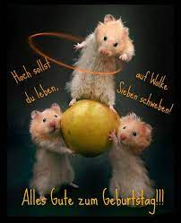 Und das meitschi vom vogulisi durfte geburtstag feiern. Ich Wunsche Dir Alles Gute Zum Burzeltag Susse Hamster Lustige Geburtstagsgratulationen Geburtstagsbilder