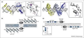 Zfn Talen And Crispr Cas Based Methods For Genome Engineering Trends In Biotechnology