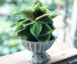 Image result for Faroa involucrata