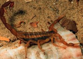 Striped Bark Scorpion - Field Guide to Common Texas Insects
