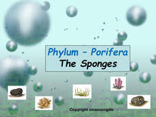 Namibia university of science and technology. Phylum Porifera Lesson Plans Worksheets Reviewed By Teachers
