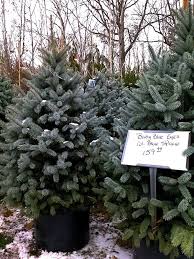 Christmas Trees Near Me Gallery Christmas Tree Plant Live Christmas Trees Christmas Tree Farm