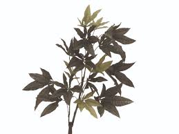 Image result for pachira obrázek