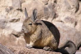 Image result for viscacha