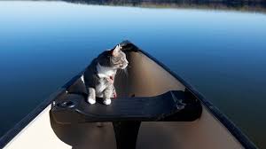 Get an extensive listing of pet friendly accommodations in ruidoso. The Ultimate Guide To Traveling With Pets In Ruidoso Discoverruidoso Com Travel Information For Ruidoso New Mexico
