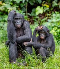 They comfort distressed friends with hugs and other signs of bonobos partner without regard to age, sex, number, or reproductive status. Bonobos Im Naturlichen Lebensraum Auf Naturliche Hintergrund Das Bonobo Pan Paniscus Die So Genannte Zwergschimpanse Demokratische Republik Kongo Afrika Lizenzfreie Fotos Bilder Und Stock Fotografie Image 68618914