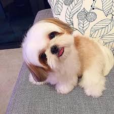 Dogs For Sale We Need To Talk Dogtime In 2020 Cute Baby Dogs Cute Animals Cute Small Dogs