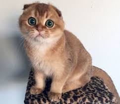 Kotik We In 2020 Scottish Fold Kittens Munchkin Cat Scottish Fold Cat Scottish Fold