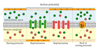 The Action Potential | Anatomy And Physiology I