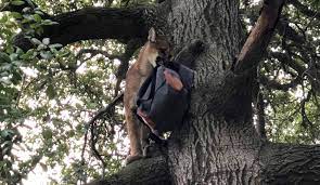 Whiting ranch features riparian, oak woodland. Mountain Lions Force Closure Of Whiting Ranch Orange County Register