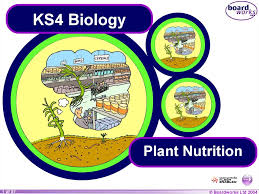 In young parts of plant and fruits, cell shapes are generally. Ks4 Plant Nutrition Plant Nutrition Online Presentation