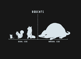 Rodents By Size Nerditude Rodents Size Chart Tee