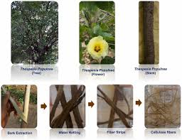 Image result for Tinnea eriocalyx