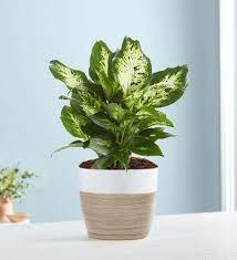 Dieffenbachia Plant Dumb Cane For Sympathy Common Garden Plants Plants Dumb Cane