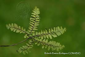Image result for Adiantum patens