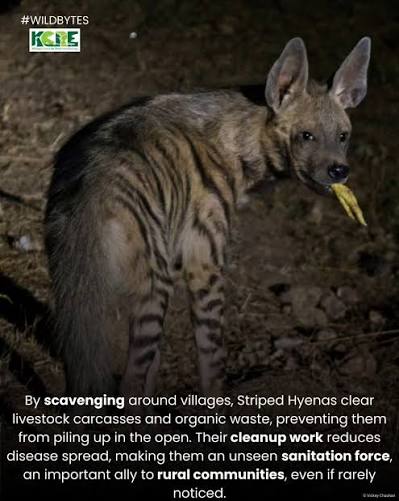 The striped hyena (Hyaena hyaena) is one of India's key scavengers, essential for maintaining ecosystem balance by clearing carcasses and limiting disease spread. Often misunderstood, this nocturnal species depends on intact dry