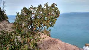 Check spelling or type a new query. Pyramid Point Friends Of Sleeping Bear Dunes