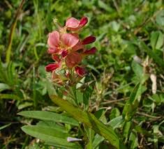 Image result for Alysicarpus