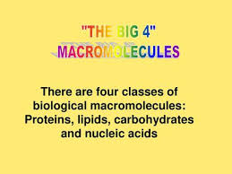 The simplest carbohydrates are branched forms such as amylopectin are more complex. The Big 4 Macromolecules Ppt Download