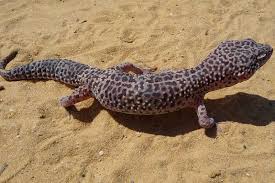 Leopard geckos must be mature before breeding can start. Crested Gecko Vs Leopard Gecko As Pets Which Is Right For You Wildlife Informer