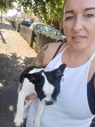 Lost French Bulldog in Ceres