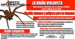 También tienen seis pares de ojos. Muere Un Hombre Por Picadura De Arana Grito Informativo Facebook