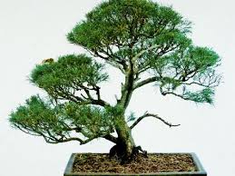 Tumbuhan pohon bonsai ini sudah berusia sekitar 20 tahun yang telah sering di pamerkan pada pada tehnik pembonsaian, tentulah ada sebuah batang pohon yang akan di jadikan bonsai, ada batu. 10 Jenis Bonsai Tanaman Hias Dari Jepang Yang Cocok Untuk Dekorasi Rumah