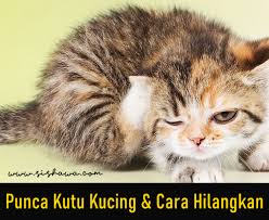 Kutu adalah parasit berbentuk serangga yang menyebabkan penyakit pada kucing. Punca Kutu Kucing Jenis Dan Cara Menghilangkannya