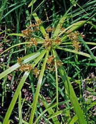 Image result for Cyperus margaritaceus
