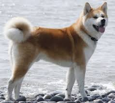 Canine Breeds Of The World Akita East Doncaster Veterinary Hospital