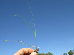 Image result for Abildgaardia ovata