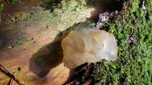 They are common but also very strange how do jelly fungi reproduce? Clear Jelly Uk Fungi