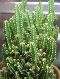 How often do you water yours? Acanthocereus Tetragonus Fairy Castle Fairy Castle Cactus World Of Succulents Fairy Castle Cactus Cactus House Plant Care