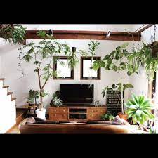awmさんの リビング 観葉植物 植物 吹き抜け 梁 エアプランツ エバーフレッシュ 植物のある部屋 コウモリラン チランジア キセログラフィカ 男前 ビカクシダ オピアムソファ バンダ アガベアテナータ 植物のある生活 リドレイ 植物のある暮らし スパーバム のお部屋写真