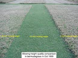 How to with doc 184.331 views10 months ago. Now S The Right Time To Hire A Lewisville Lawn Service To Scalp Your Lawn Main Street Mowing Llc