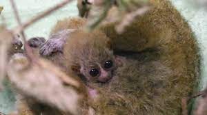 Pgymy Slow Loris Babies Youtube
