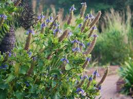 Image result for Pycnostachys reticulata