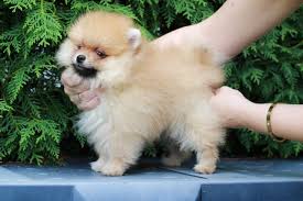 Entdecken sie über 24921 unserer besten 1 auf. Zwergspitz Pomeranian Mini Welpen Teddy Hund Tiermarkt Net