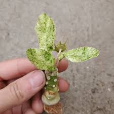 Image result for Dorstenia schliebenii