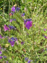 Maybe you would like to learn more about one of these? Liste D Especes Envahissantes Wikipedia