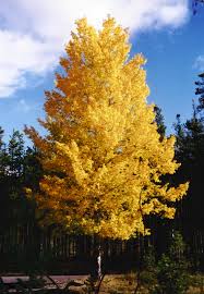 Adapted to the heat, drought and humidity of the midwestern prairie, this nebraska native brings lowland adaptability and disease. Populus Tremuloides Prairie Gold Pepiniere Cramer Inc