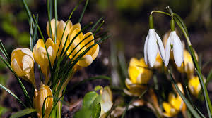 Desktop Hintergrundbilder Blumen Krokusse Schneeglockchen Hautnah Schneeglöckchen blumen auf einem weißen hintergrund fototapete hintergrundbilder weißer hintergrund schneeglöckchen blume zwei schneeglöckchen galanthus vor weißem hintergrund buy this 1zoom