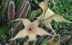 Image result for Stapelia gigantea