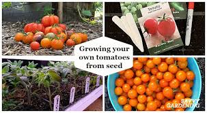 Since the 1800s, tomatoes have made regular appearances on american dinner plates as well as in home gardens. Growing Tomatoes From Seed A Step By Step Guide