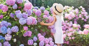 Image result for Hydrangea