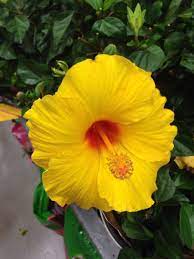 Pin On Hibiscus