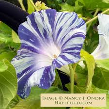 Image result for Ipomoea kituiensis